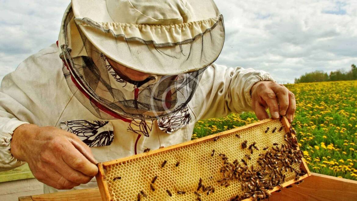 The Sweet Truth Behind Honey